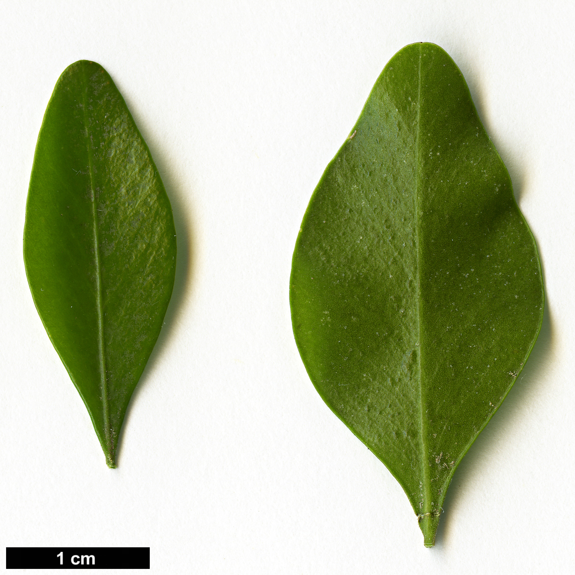 High resolution image: Family: Buxaceae - Genus: Buxus - Taxon: macowanii